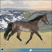 Horse Color:Brown Dun Rabicano 
