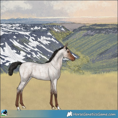 Horse Color:Liver Red Dun Roan 