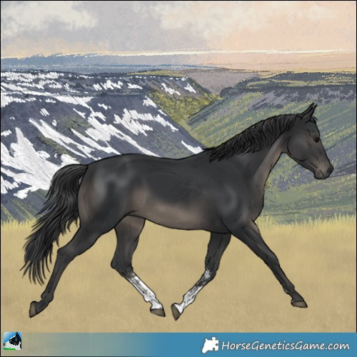 Horse Color:Black Sabino Rabicano