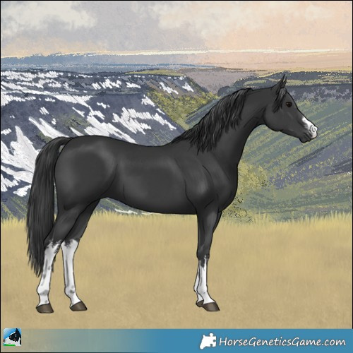 Horse Color:White Spotted Black