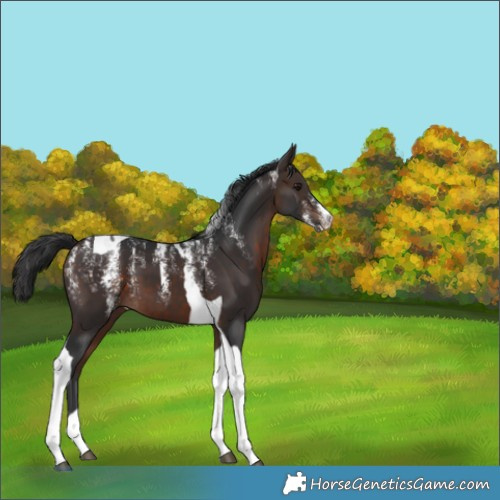 Horse Color:Powder White Brown Tobiano 