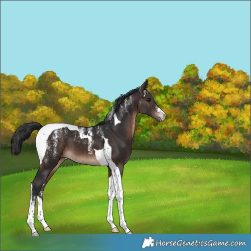 Horse Color:Powder White Brown Tobiano 