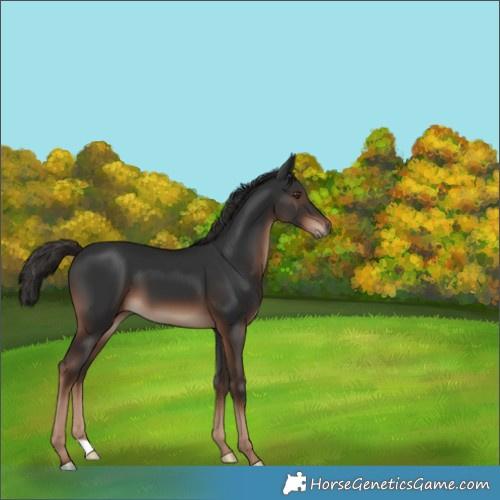 Horse Color:Liver Chestnut 