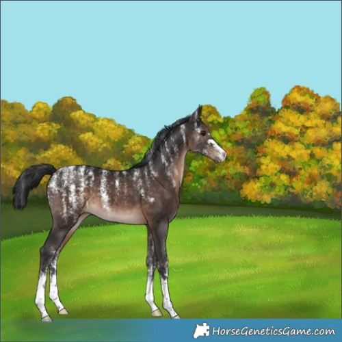 Horse Color:Powder White Brown 