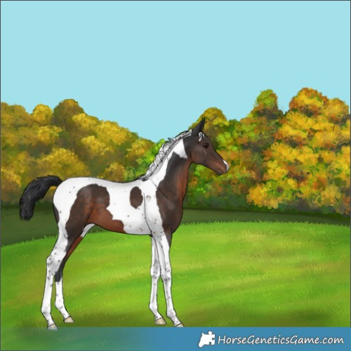 Horse Color:Brown Tobiano 
