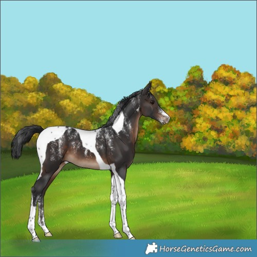 Horse Color:Powder White Brown Tobiano 