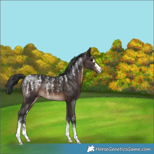 Horse Color:Powder White Brown 