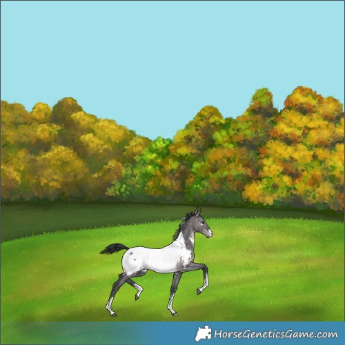 Horse Color:Platinum White Spotted Brown Dun Sabino Appaloosa 