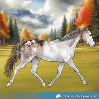 Horse Color:White Spotted Liver Red Dun Brindle 