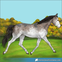 Horse Color:White Spotted Liver Red Dun Roan Brindle 