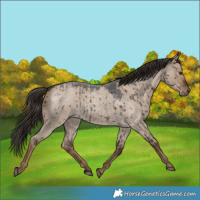 Horse Color:Liver Red Dun Roan Brindle 