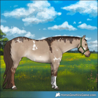 Horse Color:White Spotted Liver Red Dun Tobiano 