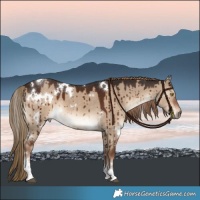 Horse Color:White Spotted Liver Red Dun Tobiano Brindle