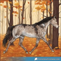 Horse Color:White Spotted Liver Red Dun Brindle 
