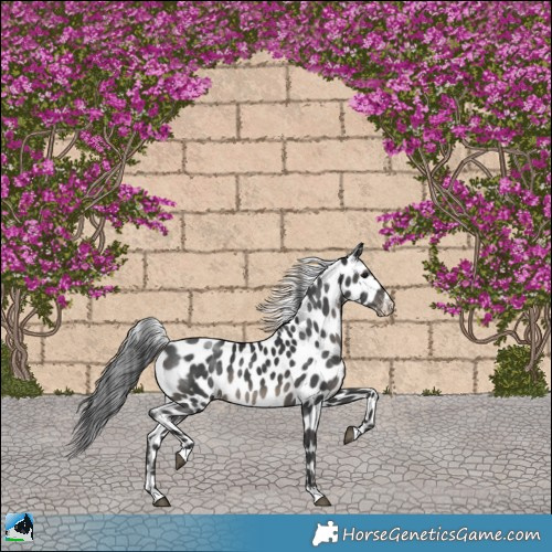 Horse Color:Black Appaloosa Rabicano