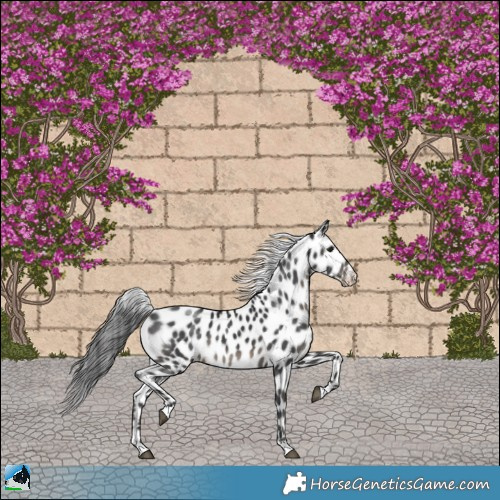 Horse Color:Black Appaloosa Rabicano 