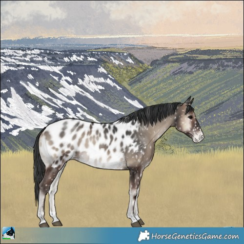 Horse Color:Blue Onyx Appaloosa