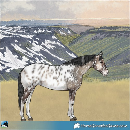 Horse Color:Blue Onyx Near Leopard