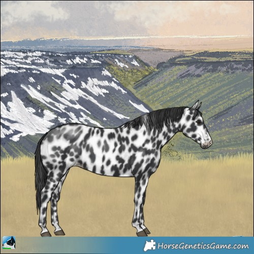 Horse Color:Black Appaloosa 