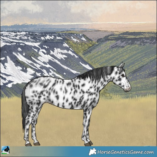 Horse Color:Black Near Leopard