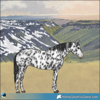 Horse Color:Black Appaloosa 