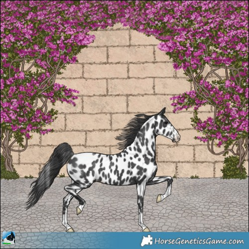 Horse Color:Black Appaloosa