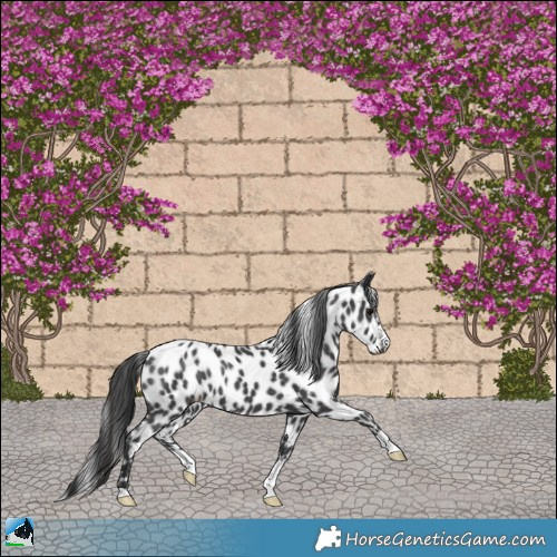 Horse Color:Black Near Leopard 