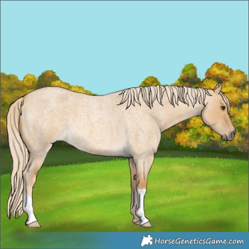 Horse Color:Palomino Roan Dun 