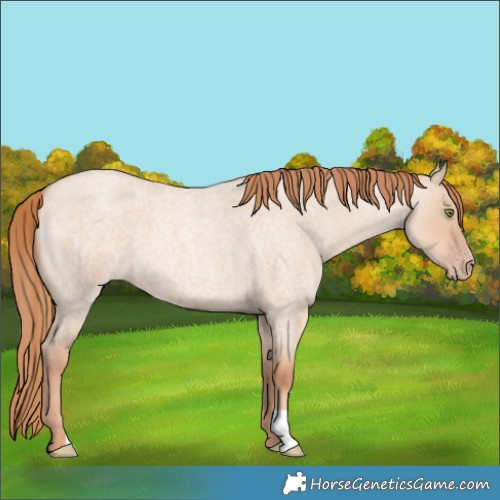 Horse Color:Gold Champagne Roan Dun 