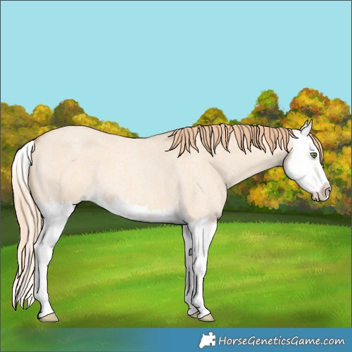 Horse Color:Gold Champagne Roan Dun Splash 