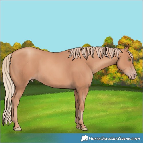 Horse Color:Gold Champagne