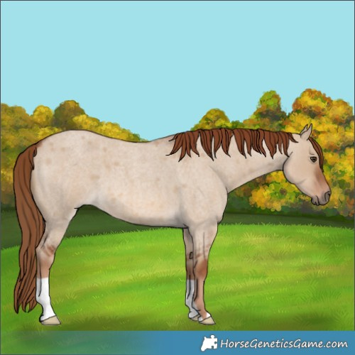 Horse Color:Red Dun Roan 