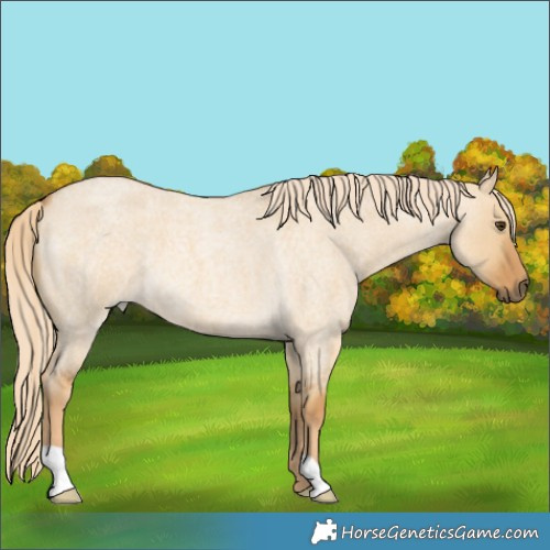 Horse Color:Palomino Roan Dun 