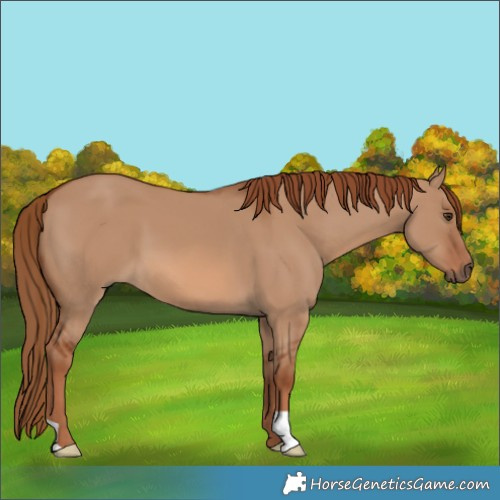Horse Color:Red Dun 