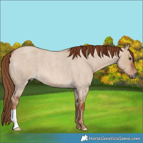 Horse Color:Red Dun Roan