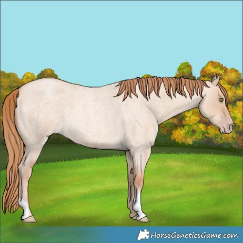 Horse Color:Gold Champagne Roan Dun 
