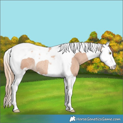 Horse Color:Gold Champagne Roan Splash Tobiano 
