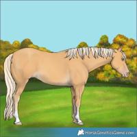 Horse Color:Gold Cream Champagne 
