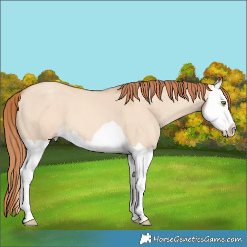 Horse Color:Gold Champagne Dun Splash