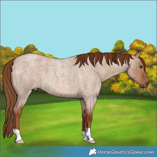 Horse Color:Red Dun Roan