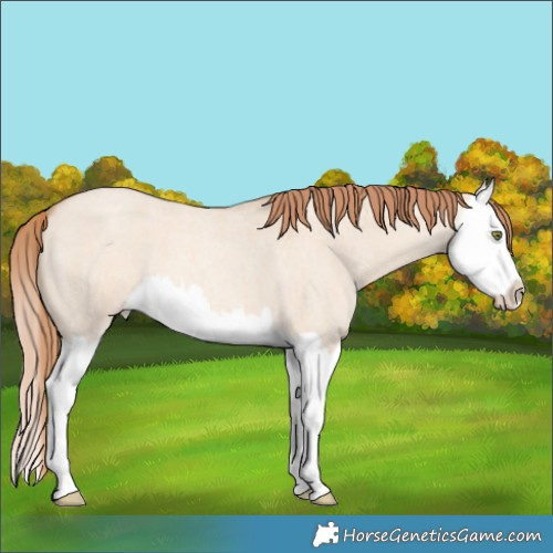 Horse Color:Gold Champagne Roan Dun Splash