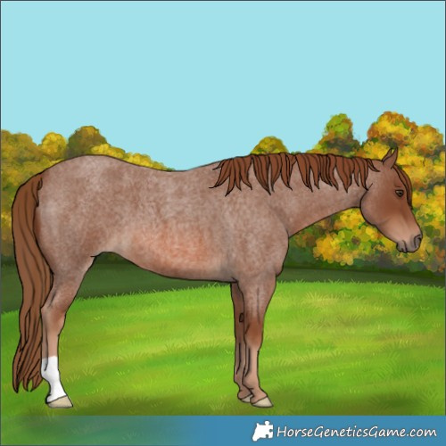 Horse Color:Red Roan 