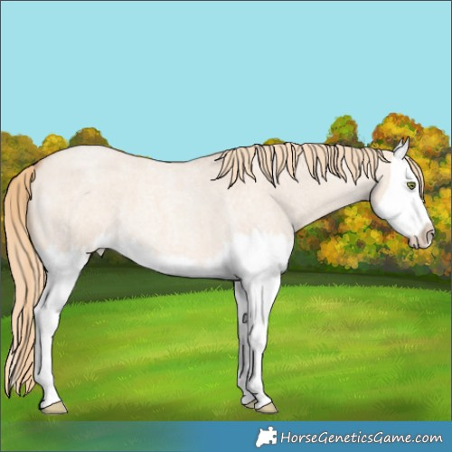 Horse Color:Gold Champagne Roan Dun Splash