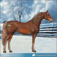 Horse Color:Chestnut 