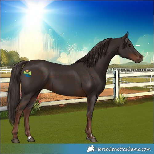 Horse Color:Liver Chestnut 