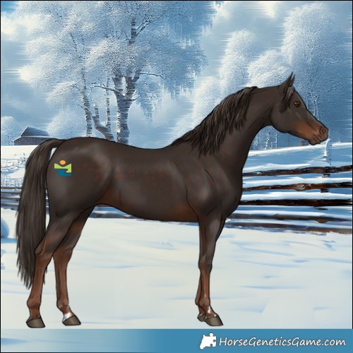 Horse Color:Liver Chestnut 