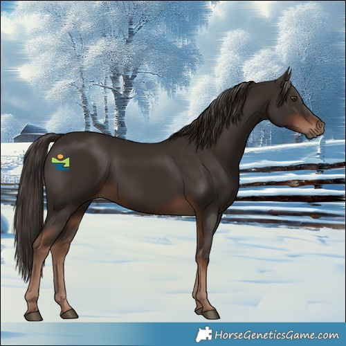 Horse Color:Liver Chestnut 