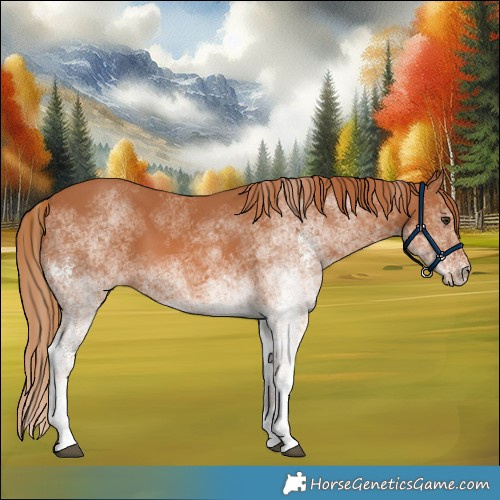 Horse Color:White Spotted Chestnut 