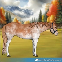 Horse Color:White Spotted Chestnut 