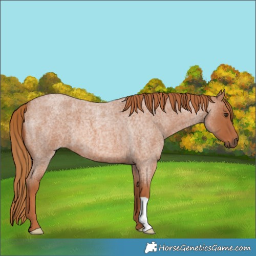 Horse Color:Red Roan 